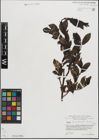 Foto von Salix mielichhoferi Saut.